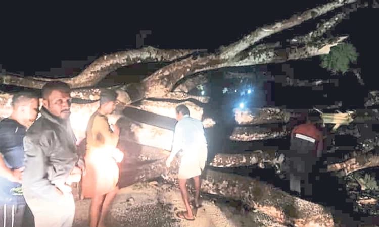 ಸುಬ್ರಹ್ಮಣ್ಯ: ನೆಟ್ಟಣದಲ್ಲಿ ಮರ ಬಿದ್ದು ಕಾರುಗಳು ಜಖಂ