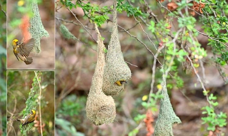 ಅಳಿವಿನಂಚಿನಲ್ಲಿರುವ ಗೀಜಗದ ಹಕ್ಕಿ ಗೂಡುಗಳು… ಗೀಜಗದ ಹೆಣಿಕೆಗೆ ಸರಿಸಾಟಿ ಯಾರಿಲ್ಲ