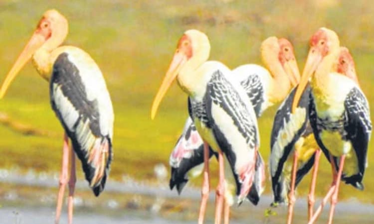 ಚಿಂಚೋಳಿ: ಚಂದ್ರಪಳ್ಳಿ-ಚಿಕ್ಕನಿಂಗದಳ್ಳಿಕೆರೆ ಸುತ್ತ ಕೆರೆ ಸುತ್ತ ಹಕ್ಕಿಗಳ ಕಲರವ