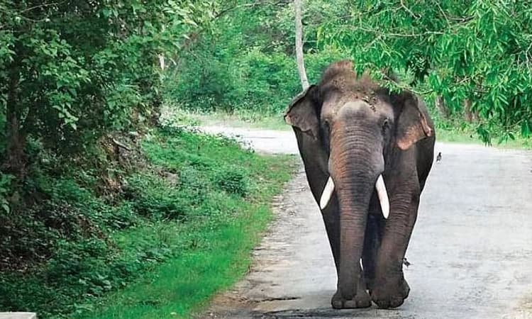 ಕಡಬ: ಇಚ್ಲಂಪಾಡಿಯಲ್ಲಿ ಕಾಡಾನೆ ದಾಳಿ; ವ್ಯಕ್ತಿಗೆ ಗಾಯ