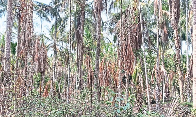 ನೀರಿಲ್ಲದ ದಿಗಿಲು, ಅನ್ನದಾತರು ನೋಡುತ್ತಿದ್ದಾರೆ ಮುಗಿಲು!