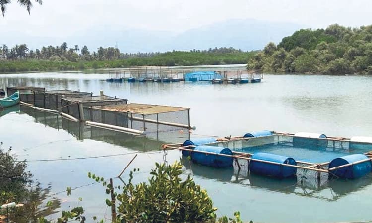 ಕರಾವಳಿ ಯುವಕರ ಕೈಹಿಡಿದ ಮೀನು ಕೃಷಿ:  ಪಂಜರದಲ್ಲಿ ಮೀನು ಸಾಕಾಣಿಕೆ ಯಶಸ್ಸು