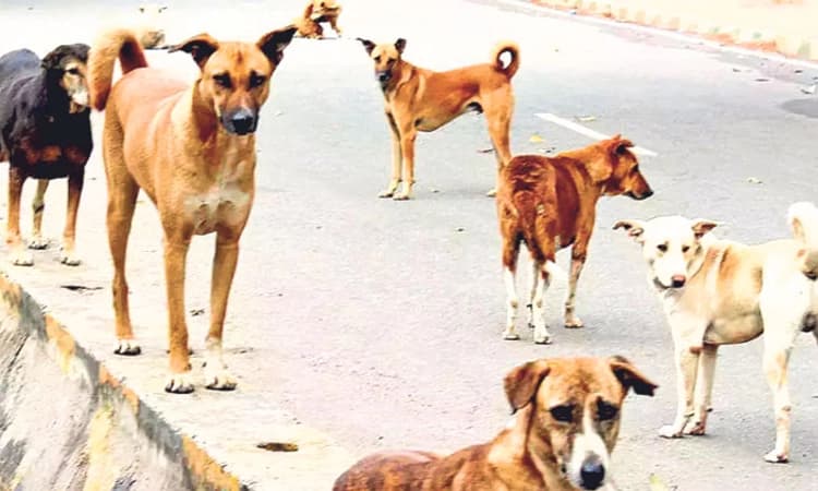 ನಗರದಲ್ಲಿ ಹೆಚ್ಚುತ್ತಿದೆ ಬೀದಿ ನಾಯಿಗಳ ಉಪಟಳ
