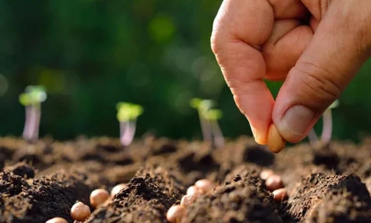 ಪೋಲಾಗುವ ಬೀಜಗಳಿಗೆ ಕಾಡಂಚಿನಲ್ಲಿ ಜೀವ! ಎಲ್ಲ ಜಿಲ್ಲೆಗಳಲ್ಲಿ ಹಣ್ಣಿನ ಬೀಜ ಬಿತ್ತಲು ನಿರ್ಧಾರ