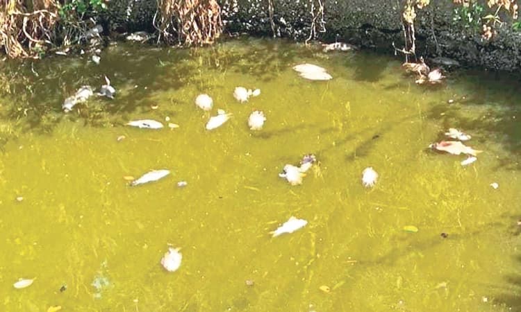 Kundapur:ಕಲ್ಲಾಗರ ಕೆರೆಯಲ್ಲಿ ನೂರಾರು ಮೀನುಗಳ ಸಾವು