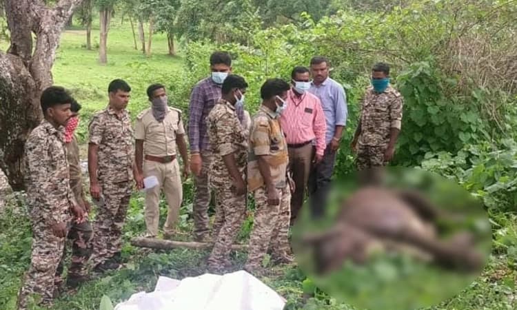 Bandipur ಒಂದು ವರ್ಷದ ಗಂಡು ಮರಿಯಾನೆ ಮೃತ್ಯು