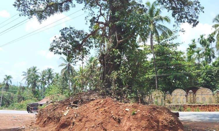 ಮಾಳ ಚತುಷ್ಪಥ ರಸ್ತೆ ಕಾಮಗಾರಿ : ಮರ ತೆರವಾಗದೆ ರಸ್ತೆಗುರುಳುವ ಭೀತಿ 