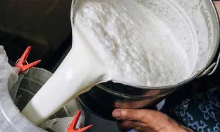 ಚಿಕ್ಕಬಳ್ಳಾಪುರ: ಮಳೆಗಾಲ ಶುರುವಾದಂತೆ ಹಾಲು ಉತ್ಪಾದನೆ ಜಿಗಿತ