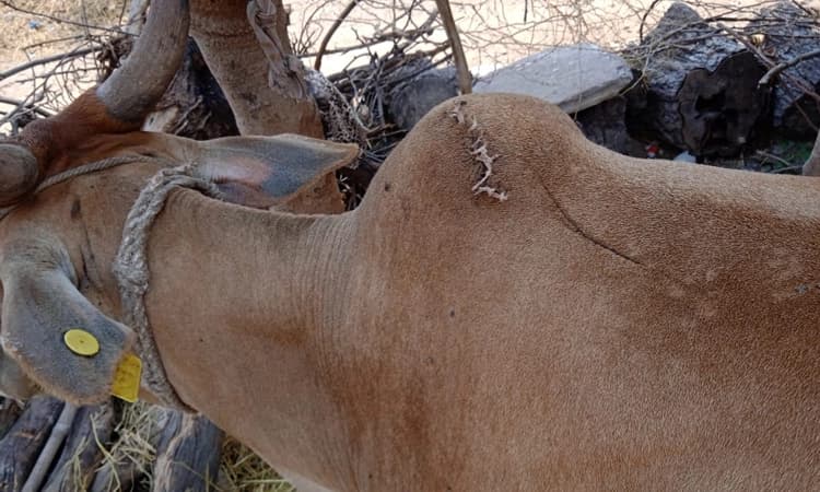 ಹುಣಸಗಿ: ಮೊಸಳೆ ದಾಳಿಯಿಂದ ಪಾರಾದ ಆಕಳು