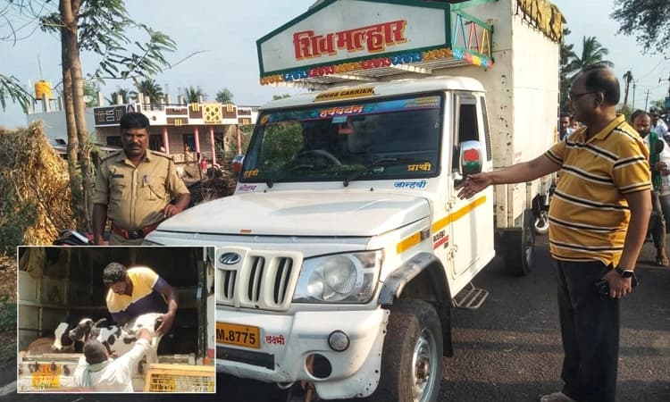 ಬನಹಟ್ಟಿ ಪೊಲೀಸರ ಕಾರ್ಯಾಚರಣೆ: ಮೂವತ್ತಕ್ಕೂ ಹೆಚ್ಚು ಜಾನುವಾರುಗಳ ರಕ್ಷಣೆ, ಮೂವರ ಬಂಧನ