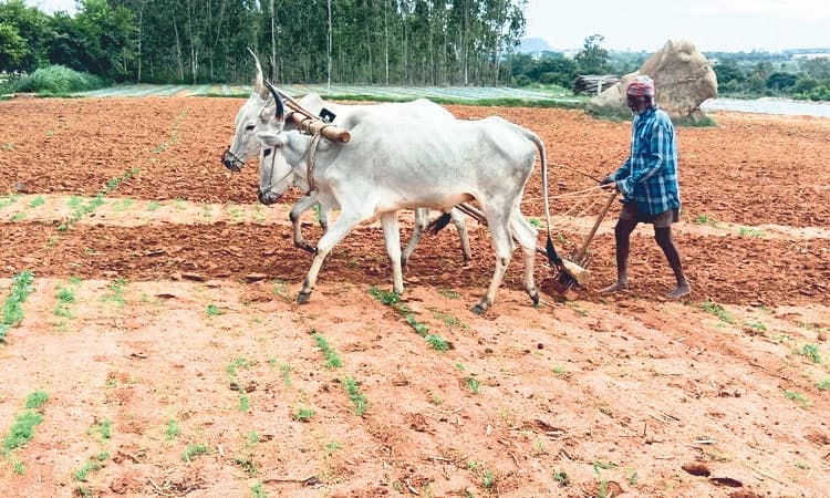 ಜಿಲ್ಲೆಯಲ್ಲಿ ಚುರುಕುಗೊಂಡ ಬಿತ್ತನೆ ಕಾರ್ಯ