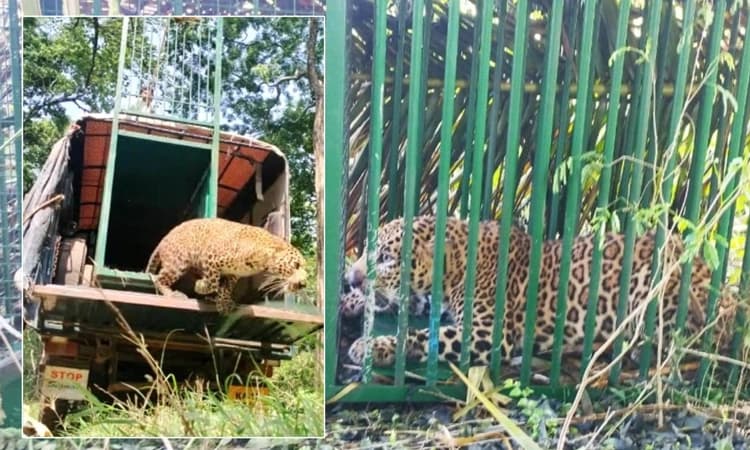 ಹುಣಸೂರು: ನಾಯಿಯನ್ನು ಭಕ್ಷಿಸಲು ಹೋಗಿ ಬಂಧಿಯಾದ ಚಿರತೆ