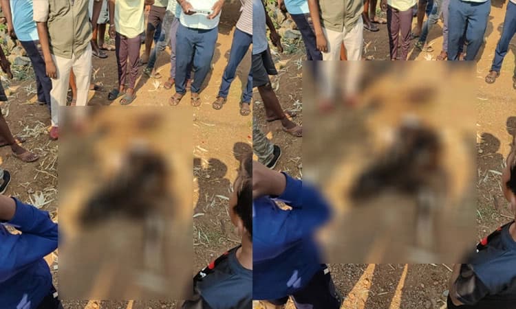 ಹಿತ್ತಲಿನಲ್ಲಿ ಕಟ್ಟಿ ಹಾಕಿದ್ದ ಹಸು,ಕರು ಮೃತಪಟ್ಟ ಸ್ಥಿತಿಯಲ್ಲಿ ಪತ್ತೆ: ಚಿರತೆ ದಾಳಿ ಶಂಕೆ