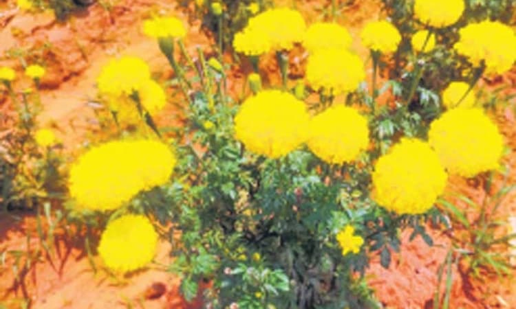 ಕುಷ್ಟಗಿ:ನಿರಂತರ ಆದಾಯ ನೀಡುವ ಚೆಂಡು ಹೂವು- ಎಕರೆಗೆ ಒಂದು ಲಕ್ಷ ರೂ. ಆದಾಯ