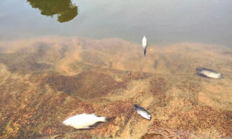 ನದಿಗೆ ವಿಷಪ್ರಾಶನ: ನೀರು ಕಲುಷಿತ; ಜಲಚರಗಳ ಸಾವು