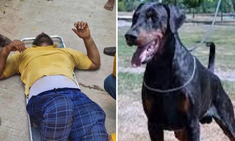 Hyderabad: ಡಾಬರ್‌ ನಾಯಿ ದಾಳಿ; ಜೀವ ರಕ್ಷಿಸಲು ಮೂರನೇ ಮಹಡಿಯಿಂದ ಹಾರಿದ ಡೆಲಿವರಿ ಏಜೆಂಟ್