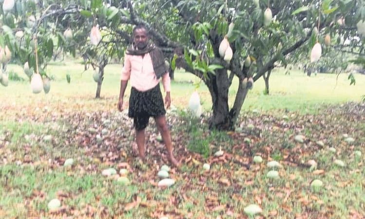 ಮಾವು, ದಾಳಿಂಬೆ, ದ್ರಾಕ್ಷಿಗೆ ಆಲಿಕಲ್ಲಿನೇಟು