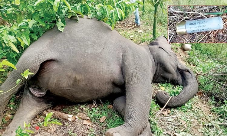 ಮಡಿಕೇರಿ: ಗುಂಡು ಹೊಡೆದು ಗರ್ಭ ಧರಿಸಿದ್ದ ಕಾಡಾನೆ ಹತ್ಯೆ