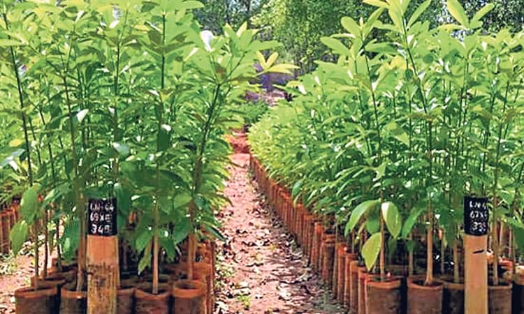ಅರಣ್ಯಇಲಾಖೆ ಸಸಿಗಳಿಗೆ ರಿಯಾಯಿತಿ ಕಡಿತ: 3 ರೂ. ಇದ್ದ ಹಣ್ಣಿನ ಗಿಡಕ್ಕೆ ಈಗ 23 ರೂ.!