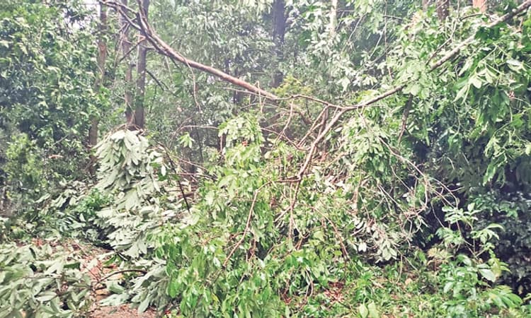 ದ.ಕ. ಜಿಲ್ಲೆಯ ಕೆಲವೆಡೆ ಗಾಳಿ ಸಹಿತ ಉತ್ತಮ ಮಳೆ