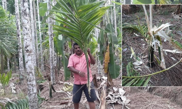 Sirsi: ಕಾಡು ಹಂದಿಗಳ ಕಾಟಕ್ಕೆ 200ಕ್ಕೂ ಅಧಿಕ ಅಡಿಕೆ ಸಸಿ ನಾಶ… ಲಕ್ಷಾಂತರ ರೂ. ನಷ್ಟ