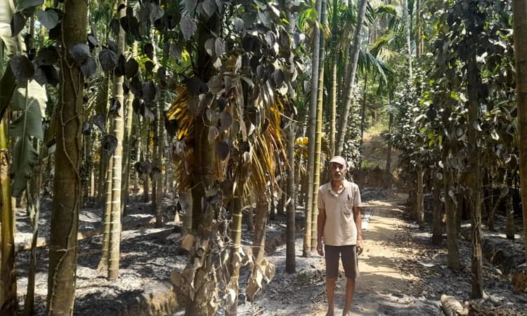 ಮುಂಡಗೆಮನೆ ತೋಟಕ್ಕೆ ಬೆಂಕಿ; ಕೋಟ್ಯಂತರ ರೂಪಾಯಿ‌ ನಷ್ಟ