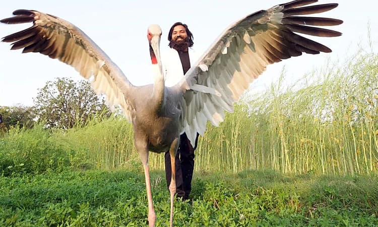 Stork; ಮ್ಯಾಗಿ ತಿನ್ನುವುದು ಬಿಟ್ಟ ಸಾರಸ್‌ ಕೊಕ್ಕರೆ!