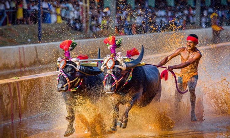 “ಕಂಬಲ ನನ ದುಂಬುಲ…”: ಜನಪದ ಕ್ರೀಡೆಗೆ ಬಿಗ್ ರಿಲೀಫ್; ಆದರೆ ಷರತ್ತುಗಳು ಅನ್ವಯ