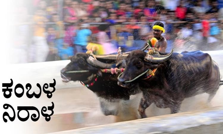 ಜಲ್ಲಿಕಟ್ಟು ಕ್ರೀಡೆ ಮಾನ್ಯ ಎತ್ತಿಹಿಡಿದ ಸುಪ್ರೀಂ: ಕಂಬಳಕ್ಕೂ ಸಿಕ್ತು ಬಿಗ್ ರಿಲೀಫ್