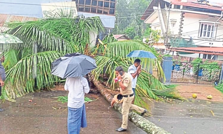 ನಾಪೋಕ್ಲು ಪರಿಸರದಲ್ಲಿ ಭಾರೀ ಮಳೆ, ಹಾನಿ: ವಿವಿಧೆಡೆ ರಸ್ತೆಗೆ ಉರುಳಿದ ಮರಗಳು