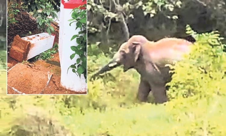 ಮಡಿಕೇರಿ: ಗೇಟು ಮುರಿದು ಅಂಗಳಕ್ಕೆ ನುಗ್ಗಿದ ಕಾಡಾನೆಗಳು!