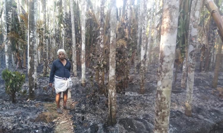 ಶಿರಸಿ: ತೋಟಕ್ಕೆ ಬೆಂಕಿ ಬಿದ್ದು ಕೊಟ್ಯಾಂತರ ರೂ. ನಷ್ಟ: ಸೂಕ್ತ ಪರಿಹಾರಕ್ಕೆ ಆಗ್ರಹ