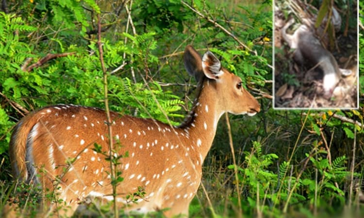 ನಿಡುವಾಳೆಯಲ್ಲಿ ಬೀದಿ ನಾಯಿಗಳ ದಾಳಿಗೆ ಜಿಂಕೆ ಬಲಿ