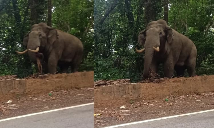 Charmadi Ghat ರಸ್ತೆಯಲ್ಲಿ ಭೀತಿ ಹುಟ್ಟಿಸಿದ ಒಂಟಿ ಸಲಗ: ಕೆಲ ಹೊತ್ತು ಟ್ರಾಫಿಕ್ ಜಾಮ್