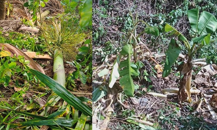 Mudigere: ಕಾಡಾನೆ ದಾಂಧಲೆ… ಸಾಲ ಮಾಡಿ ಬೆಳೆದ ಬೆಳೆ ನಾಶ, ಕಂಗಾಲಾದ ರೈತ