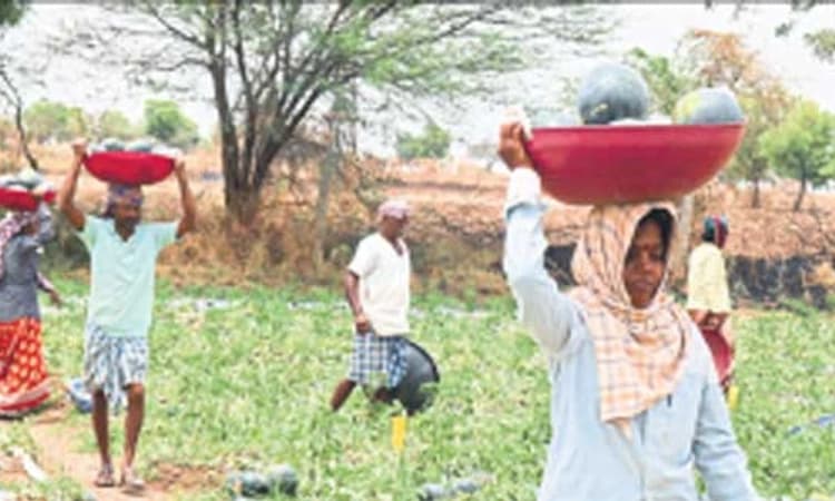 ಲಕ್ಷ್ಮೇಶ್ವರ: ಕಲ್ಲಂಗಡಿ ಬೆಳೆ -ಎರಡೇ ತಿಂಗಳಲ್ಲಿ ಭರಪೂರ ಆದಾಯ