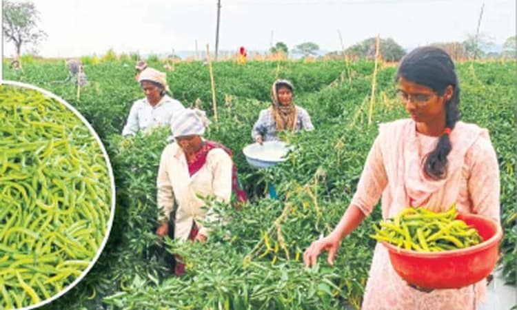 Belagavi: CA ಓದು ಬಿಟ್ಟು ಕೃಷಿ ಸಾಧನೆ; ತಿಂಗಳಿಗೆ ಲಕ್ಷ ಲಕ್ಷ ಗಳಿಸುತ್ತಿರುವ ಸಾಧಕಿ
