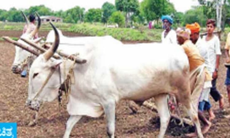 ಮುಂಗಾರು ಹಂಗಾಮಿಗೆ ಕೃಷಿ ಇಲಾಖೆ ಸಜ್ಜು; 45,500 ಹೆಕ್ಟೇರ್‌ನಲ್ಲಿ ಬಿತ್ತನೆ ಸಾಧ್ಯತೆ