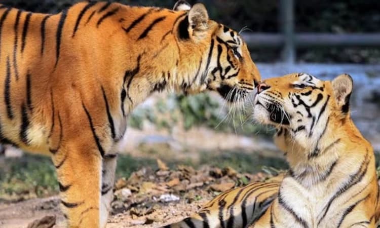 Tiger Cubs; ದೆಹಲಿಯ ಮೃಗಾಲಯದಲ್ಲಿ 18 ವರ್ಷಗಳ ಬಳಿಕ ಮರಿಗಳಿಗೆ ಜನ್ಮ ನೀಡಿದ ಹುಲಿ 