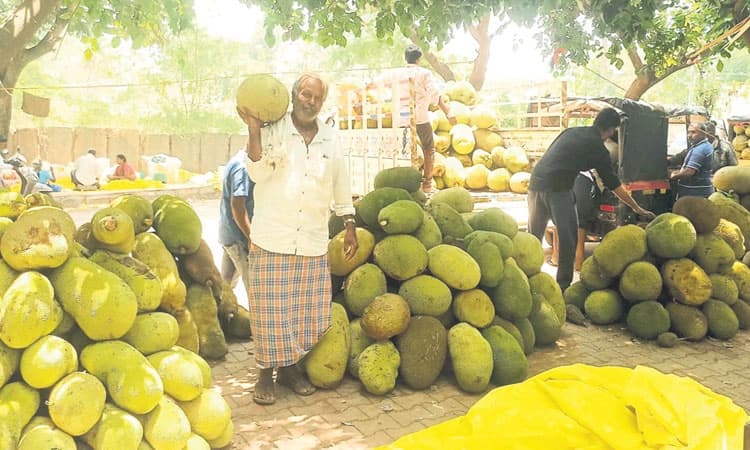 ಹಲಸು: ಲಾಭದ ನಿರೀಕ್ಷೆಯಲ್ಲಿ ರೈತರು