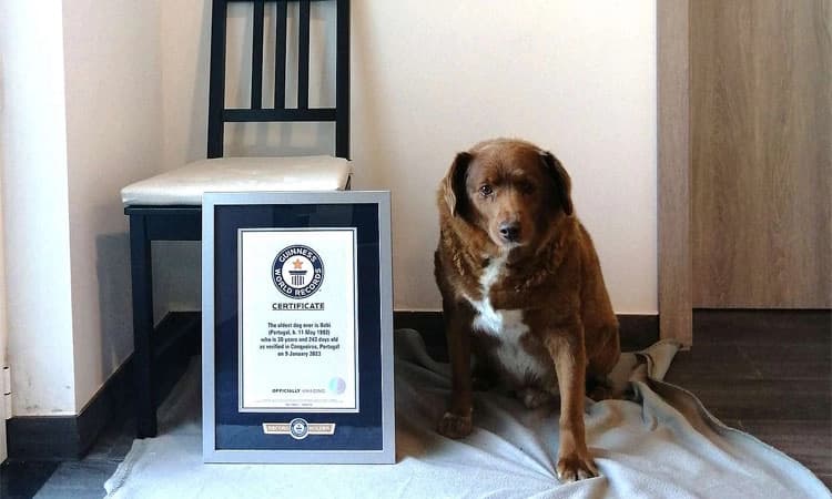 ಜಗತ್ತಿನ ಅತ್ಯಂತ ಹಿರಿಯ ಶ್ವಾನ ಬಾಬಿಗೆ 31ನೇ ಹುಟ್ಟು ಹಬ್ಬದ ಸಂಭ್ರಮ