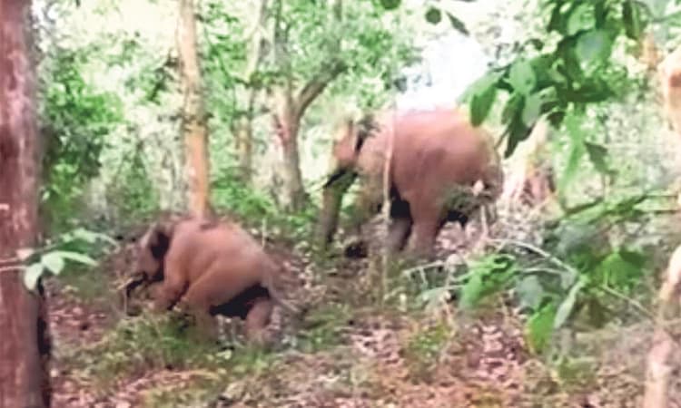 ರೆಂಜಿಲಾಡಿ: ಜನವಸತಿ ಪ್ರದೇಶದಲ್ಲಿ 2 ಕಾಡಾನೆ