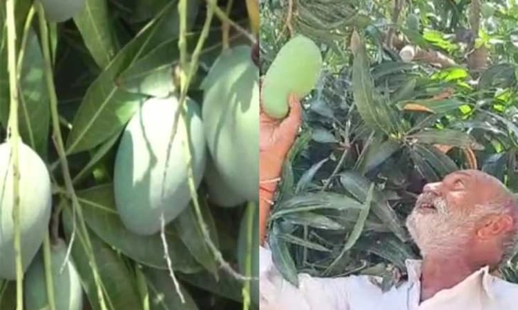 Mango Tree: ಒಂದೇ ಮಾವಿನ ಮರದಲ್ಲಿ 14 ಬಗೆಯ ಮಾವಿನ ಹಣ್ಣುಗಳು…ಧಾರಿ ಗ್ರಾಮದ ರೈತನ ಸಾಧನೆ…