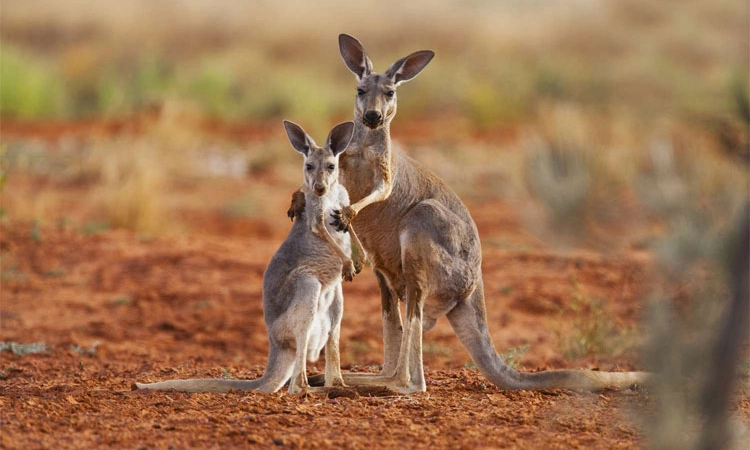 ಹಸಿವಿನಿಂದ ನರಳುವ ಮೊದಲೇ ಕೊಂದುಬಿಡಿ !