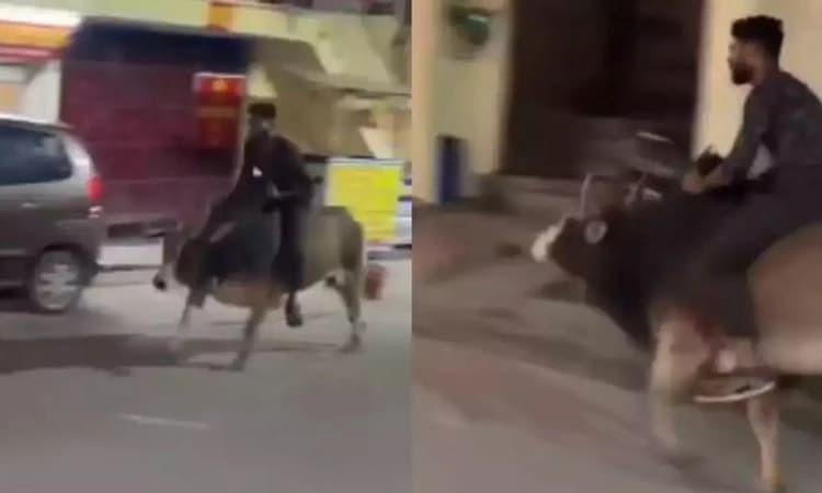 ಕುಡಿದ ಮತ್ತಿನಲ್ಲಿ ಮಧ್ಯರಾತ್ರಿ ಹೋರಿ ಮೇಲೆ ಸವಾರಿ ಮಾಡಿ ಪೊಲೀಸರ ಅತಿಥಿಯಾದ