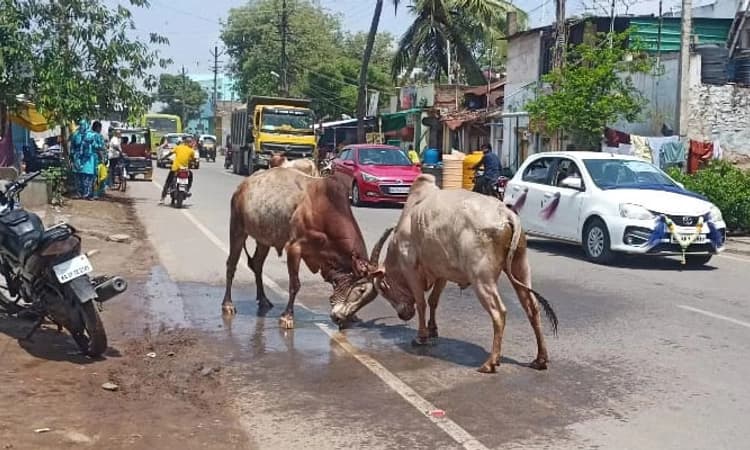 ರಾಜಕೀಯ ನಾಯಕರ ವಾಗ್ಯುದ್ಧವನ್ನೂ ಮೀರಿಸುವಂತಿತ್ತು ಗೂಳಿಗಳ ಕಾದಾಟ!