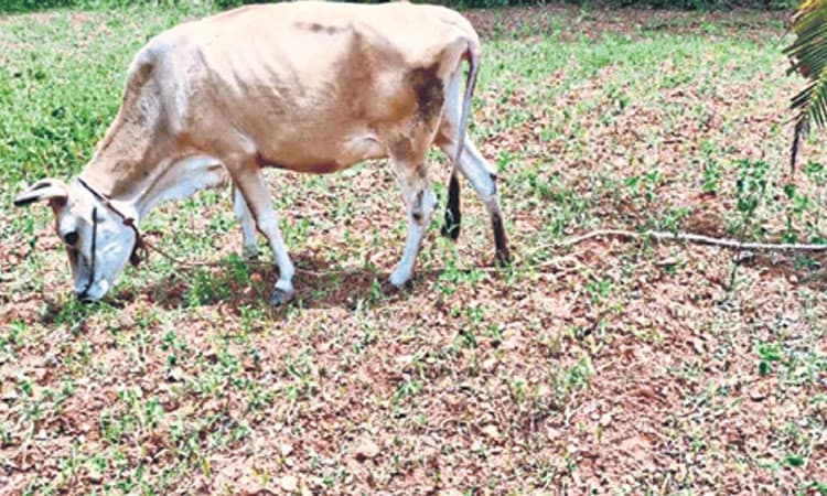 ತಿಪಟೂರಿಗೆ ಕೈಕೊಟ್ಟ ಪೂರ್ವ ಮುಂಗಾರು: ರೈತರಲ್ಲಿ ಆತಂಕ