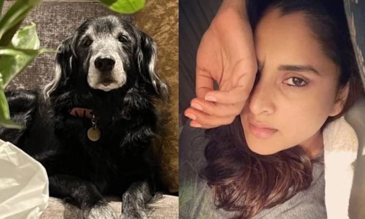 ಅಸುನೀಗಿದ ರಮ್ಯಾ ಮುದ್ದಿನ ನಾಯಿ ಚಾಂಪ್