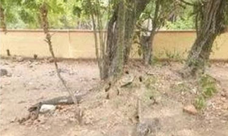 ಕಿನ್ನಿಗೋಳಿ: ದುಷ್ಕರ್ಮಿಗಳಿಂದ ನಾಗಬನ ಧ್ವಂಸ