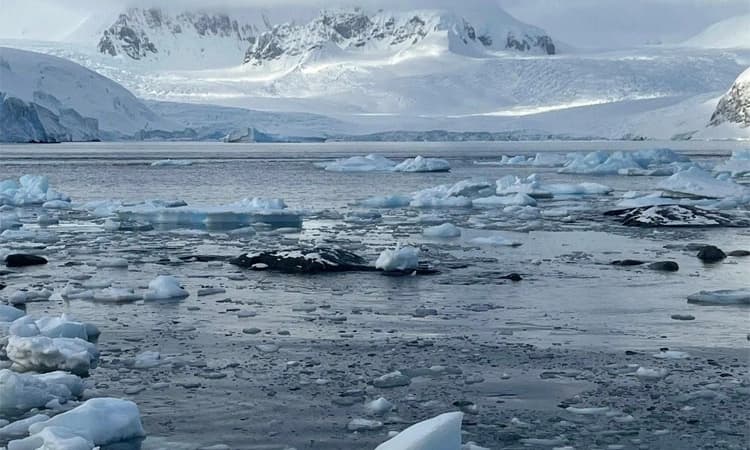 ತಾಪಮಾನ ಹೆಚ್ಚಳ: ದಕ್ಷಿಣ ಅಂಟಾರ್ಟಿಕಾದಲ್ಲಿ ಸಾಕ್ಷಿ!